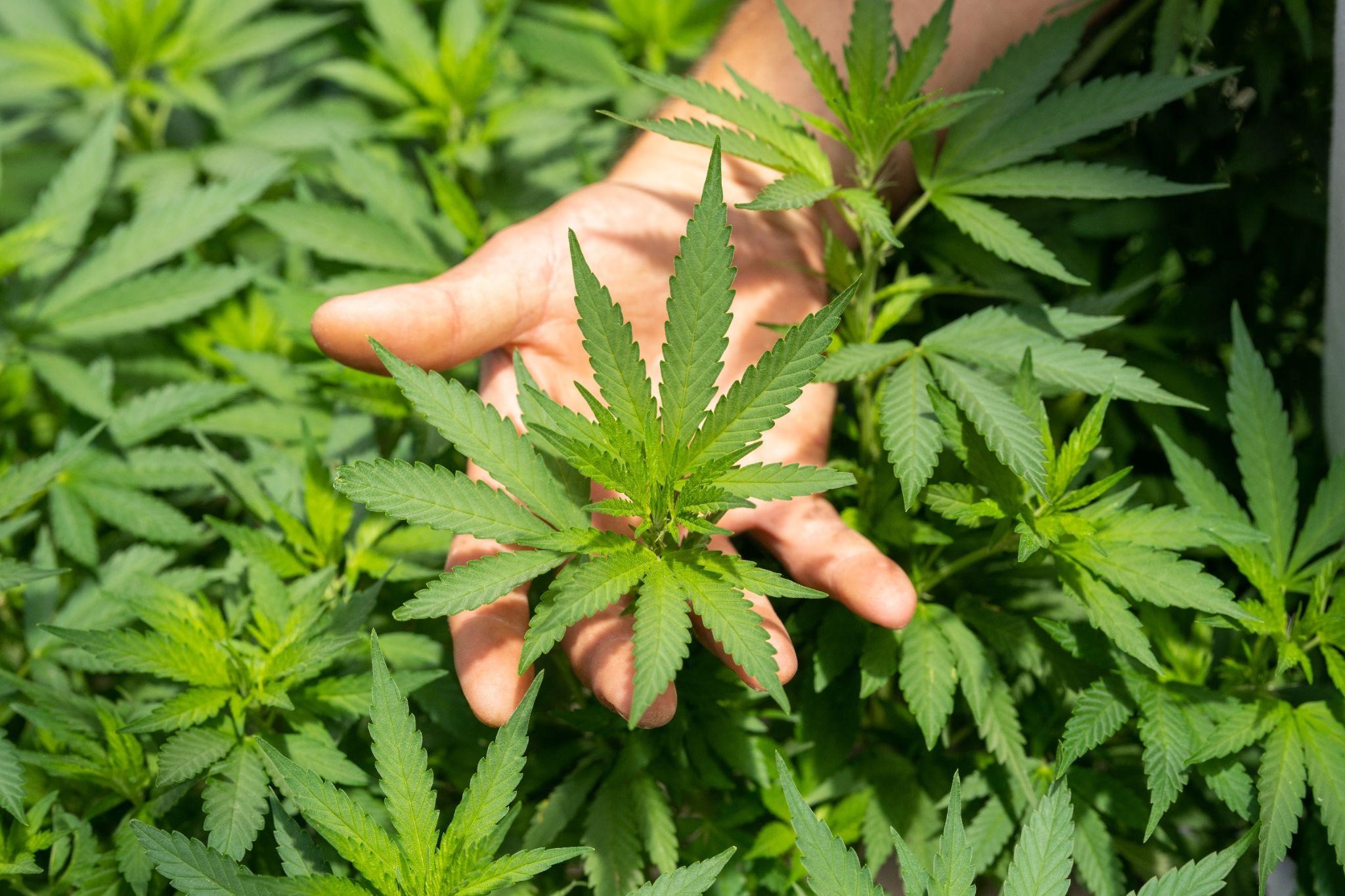 Staatl. zertifizierter "Masterkurs der Cannabis Industrie"